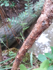 Hypericum nudiflorum