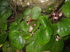 Begonia pseudoleprosa