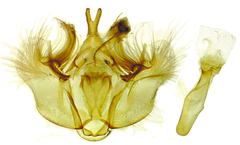 Hydriomena perfracta