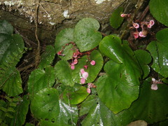 Begonia pseudoleprosa