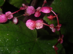 Begonia pseudoleprosa