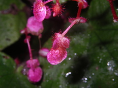 Begonia pseudoleprosa