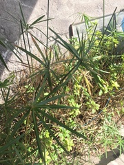 Cyperus textilis