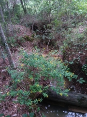 Hypericum nudiflorum