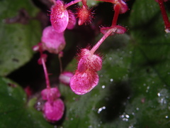 Begonia pseudoleprosa