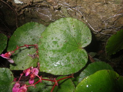 Begonia pseudoleprosa