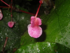 Begonia pseudoleprosa