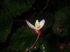Begonia pseudoleprosa