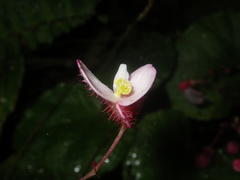 Begonia pseudoleprosa
