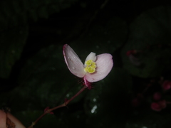 Begonia pseudoleprosa