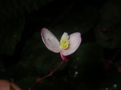 Begonia pseudoleprosa