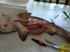 Scyliorhinus stellaris