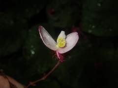 Begonia pseudoleprosa