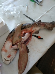 Scyliorhinus stellaris