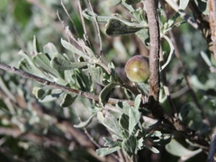 Rhopalomyia calvipomum