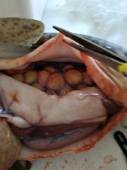 Scyliorhinus stellaris