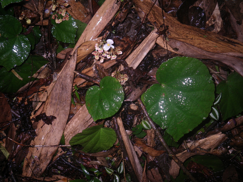 Begonia rhytidophylla (Begonia rhytidophylla)