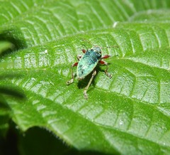 Phyllobius pomaceus