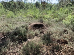 Formica polyctena × rufa