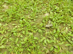 Plantago virginica