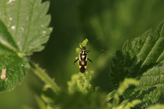 Grypocoris stysi