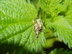 Phyllobius pomaceus