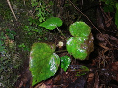 Begonia hymenocarpa