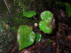 Begonia hymenocarpa