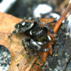 Phidippus audax