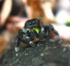 Phidippus audax