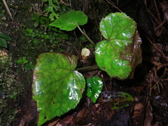 Begonia hymenocarpa