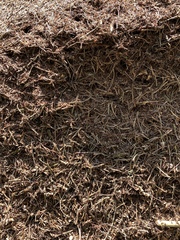 Formica polyctena × rufa