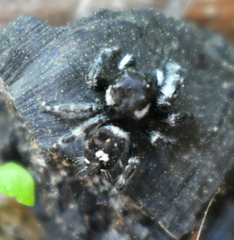 Phidippus audax