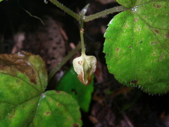 Begonia hymenocarpa