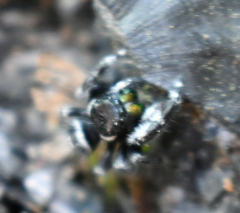 Phidippus audax