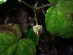 Begonia hymenocarpa