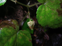 Begonia hymenocarpa