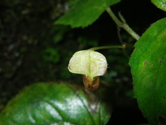 Begonia hymenocarpa