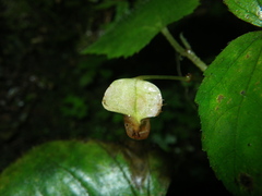 Begonia hymenocarpa