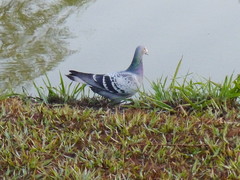 Columba livia