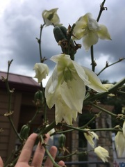 Yucca constricta