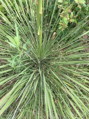 Yucca constricta