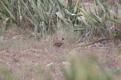 Colinus nigrogularis