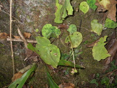 Begonia luzhaiensis