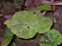 Begonia luzhaiensis