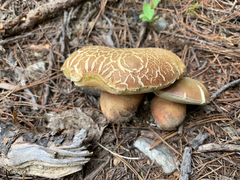 Boletus rex-veris