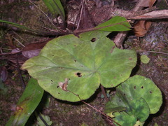 Begonia luzhaiensis