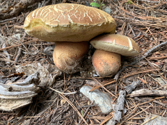 Boletus rex-veris