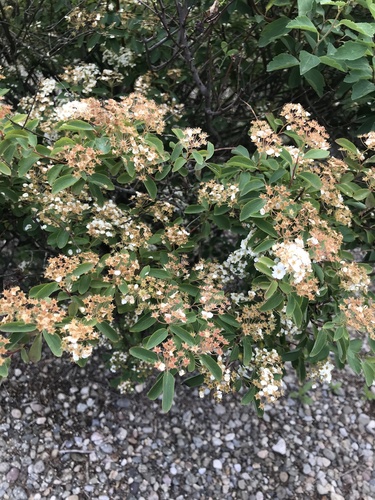 photo of Silverleaf Cotoneaster (Cotoneaster pannosus)