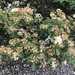 photo of Silverleaf Cotoneaster (Cotoneaster pannosus)